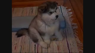 چقدر تو نازی؟! آخه این خوردنی نیست؟