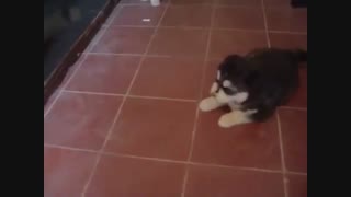 کی هاسکی میخواد اینهمه؟