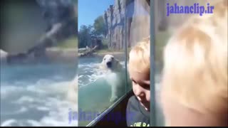 حمله خرس قطبی به بچه کوچولو از چند قدمی