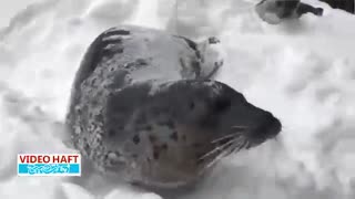 برف بازی در باغ وحش