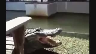 کاملا معلوم عقل تو کلش نیستا