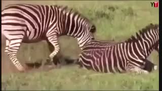 بدنیا آمدن بچه گورخر و مواظبت گورخر نر