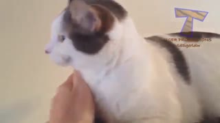 گربه های خیلی باحال/تقدیم به عشق گربه ها