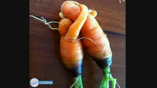 خلات قیت هم به میوه ها رسید
