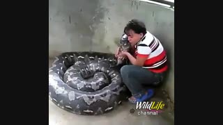 نوازش یک مار پیتون 3 متری توسط یک زن !