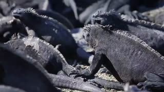 مستند سواحل رویایی با دوبله فارسی - سواحل قاره آمریکا