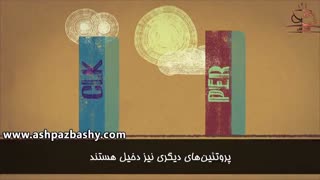 بدن ما چگونه زمان را تشخیص می دهد؟