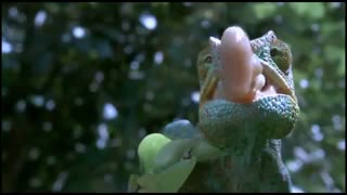 طبیعت، شگفت انگیزه!