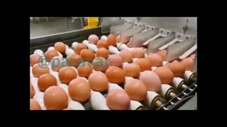 کارخانه  بسته بندی تخم مرغ محلی