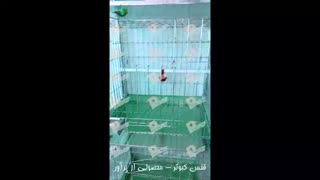 قفس کبوتر