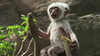 عکس العمل میمون ها وقتی که میمون روباتیک بعد از مدت ها از کار می افتد.