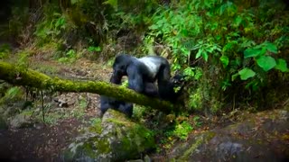 یک خانواده ی 4 نفره!