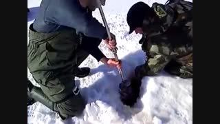 بزرگترین اردک ماهی صید شده در روسیه ماهیگیری در زمستان