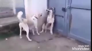 دوبله ی فان از سگ :/
