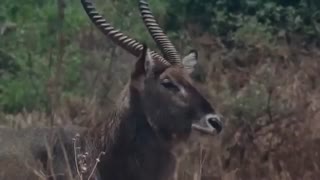 مستند 2017 از حیات وحش افریقا و بسیار جالب و دیدنی