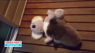 کوالای بیش فعال