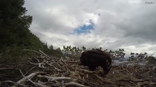 تایم لپس دیدنی از زندگی عقاب ها