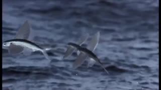 کلیپی دیدنی از پرواز ماهی های پرنده !