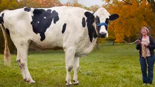 حیوانات غول پیکر