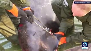 کالبد شکافی نشان می دهد نهنگ بیمار 30 کیسه ی پلاستیکی در معده داشته.