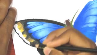 تایم لپس دیدنی از طراحی پروانه !