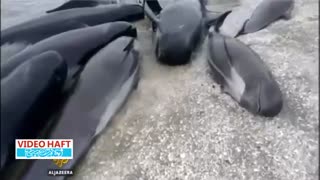 خودکشی صدها نهنگ در نیوزیلند