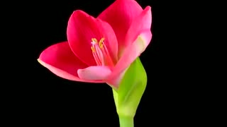 تایم لپس زیبا از شکفتن گلها -(شماره 2)