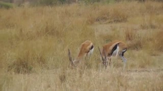 شکار آهو توسط یوز پلنگ