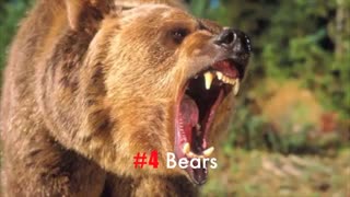 11 تا از وحشتناک ترین صداهای حیوانات