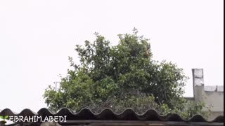 باران شهنیا