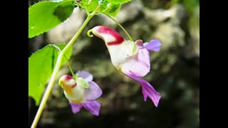 گلهایی که شبیه حیوانات، حشرات و انسانها هستند!