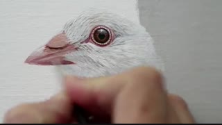 نقاشی فوق العاده دیدنی از کبوتر