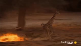 حمله ی 5 شیر به یک زرافه جوان