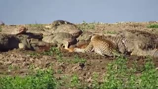 حمله کروکودیلها به آهوها و دست درازی پلنگ به شکار آنها!