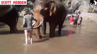 به هواپرت کردن توریست توسط فیل خشمگین جالب و دیدنی