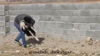 ازدواج با حیوانات