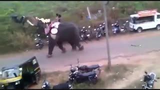 حمله ی حیوانات وحشی به انسان ها