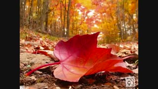 قطعه شاهکار "مقدمه بیداد"