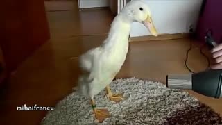 کلیپ فوق العاده بامزه و خنده دار از غاز و اردک