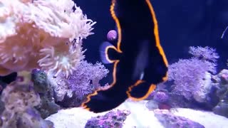 ماهی زیبا Pinnatus Batfish ( خفاش ماهی پیناتوس )