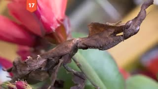 بهترین استتار حیوانات در طبیعت !