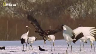 مستند کامل و بسیار زیبای عقاب و پرندگان