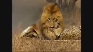 حمله فوق العاده شیر نر به یوزپلنگ