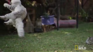 لحظه ی پریدن گربه ها چندین برابر آهسته تر