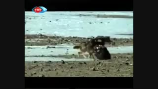 شکار گرگ توسط عقاب طلایی !