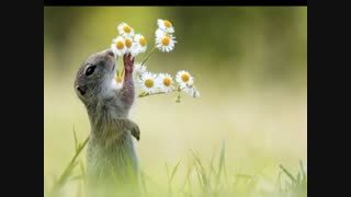 به اعماق کودکی رفتم: اشعار منصور خورشیدی با صدای اصغر معینی