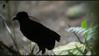 کلیپی کوتاه از پرنده های بهشتی