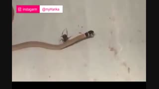 شکار باورنکردنی مار توسط عنکبوت