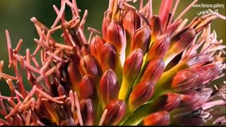 تایم لپس زیبا و دیدنی از شکفتن گلها-(شماره 3)