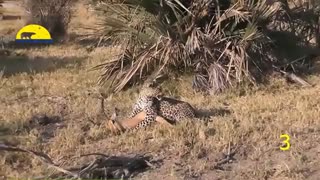 شگفت انگیز!! حیواناتی که موجب نجات حیوانات دیگر میشوند.